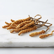 Cordyceps